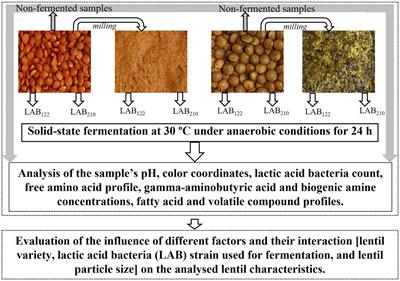 Influence of different lactic acid bacteria strains and milling process on the solid-state fermented green and red lentils (Lens culinaris L.) properties including gamma-aminobutyric acid formation